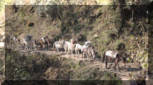 Muli-Karawanen auf dem Weg nach Nunthala