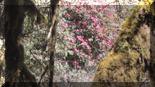 Rhododenden Wald im Mardi Himal