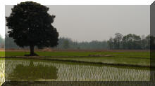 Reisfeld in Chitwan, Nepal
