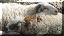 Schafe im Annapurna