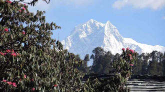 Rhododendren und Machhapuchare - Annapurna