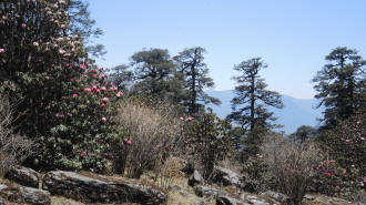 Rhododendren im sündlichen Khumbu, Nepal